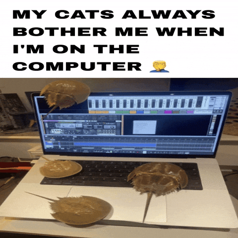Cats Bother GIF