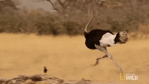 running ostrich meme