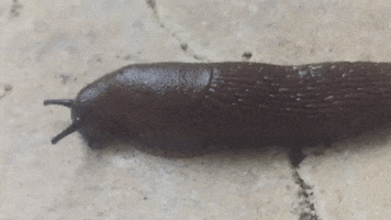 Animal GIF