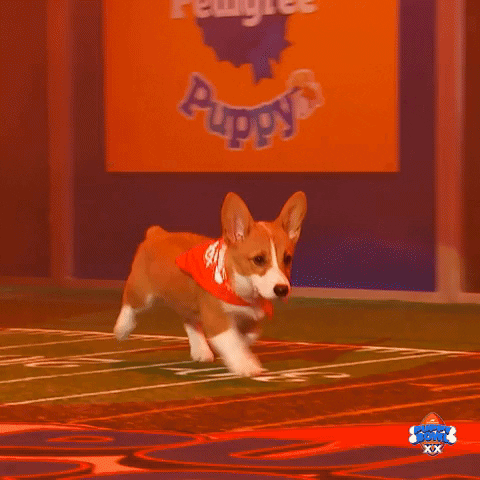Coming On The Way GIF by Puppy Bowl