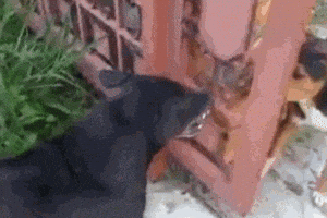 200.gif