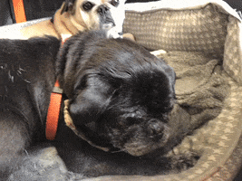 pug i give up GIF by TRULY SOCIAL