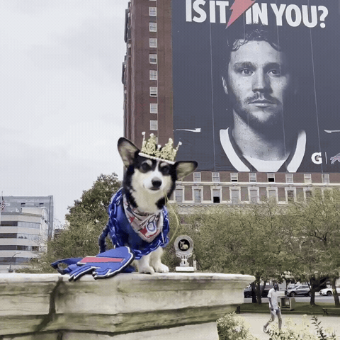 Bills Buffalo GIF