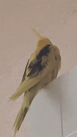 Cockatiel GIF