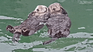 marinemammalrescue sleepy sleeping otters rafting GIF