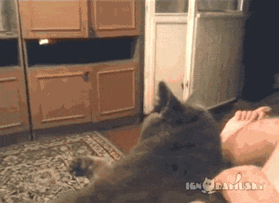 cat
