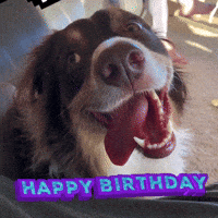 Dog-birthday GIFs - Get the best GIF on GIPHY Dog-birthday GIFs - Get the best GIF on GIPHY