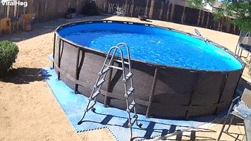Dog Jumps Into Swimming Pool GIF by ViralHog