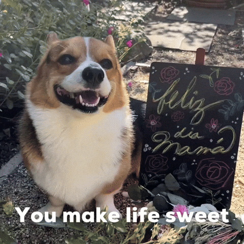 Dog Corgi GIF