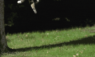 pounce slow motion GIF by HuffPost