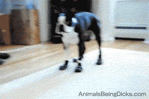 dog