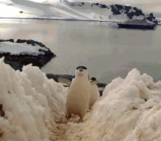 Penguins Walking GIFs - Find & Share on GIPHY