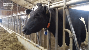 BeterRuwvoer GIF