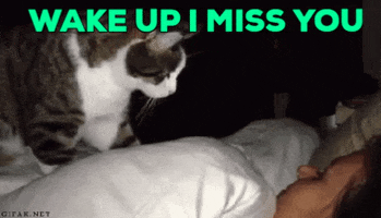 Wake Up I Miss You GIF