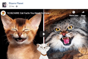 troywakelin cat facts fantastic bizarre GIF