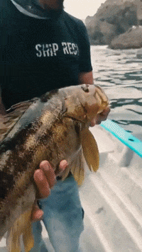 Fishingboat GIFs - Find & Share on GIPHY