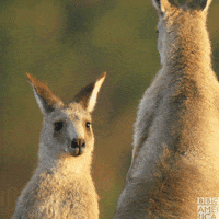 Boxing-kangaroo GIFs - Get the best GIF on GIPHY Boxing-kangaroo GIFs - Get the best GIF on GIPHY