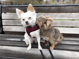 Mushu Simba Puppies Chihuahua Mushuchei Simbachei Mortezart Animalsdoingthings GIF