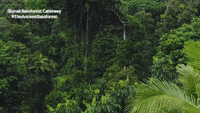 World Heritage Australia GIF by Skyrail Rainforest Cableway