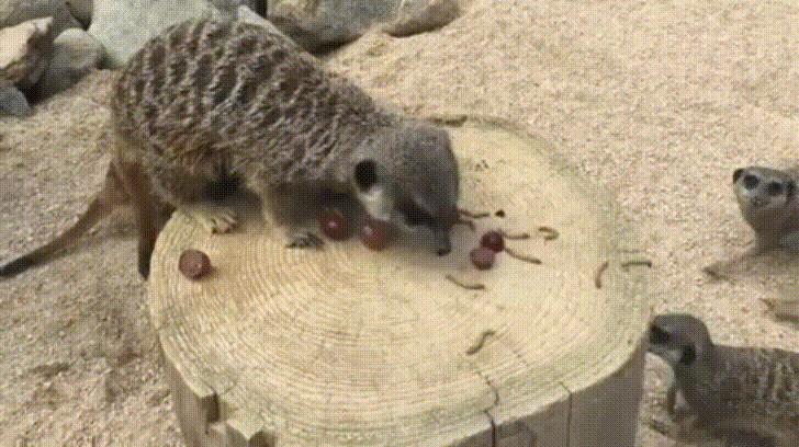 giphy.gif?cid=4d1e4f2983088dd184ca6863200674cfd0eb8b2708d8bf6f&rid=giphy.gif