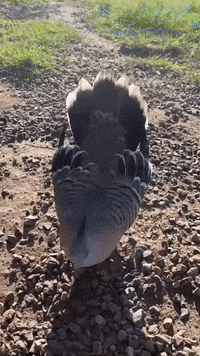 These GIFs of Birds With Arms Are Gentle Reminder of What is to Come in The  Future With Science Bending The Rules of Nature