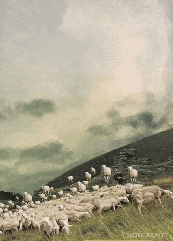 Michael Sowa Sheep GIF by joelremygif