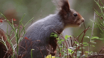 Red Squirrel GIF by Nat Geo Wild