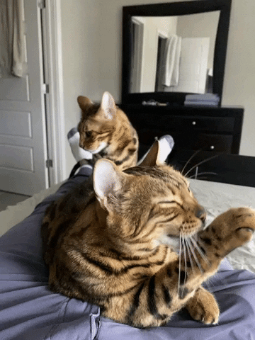 Cats GIF