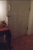 200.gif