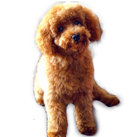 Toy Poodle