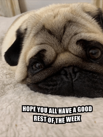 Pug GIF