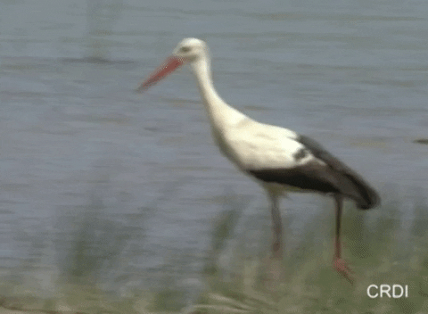 White-stork GIFs - Get the best GIF on GIPHY