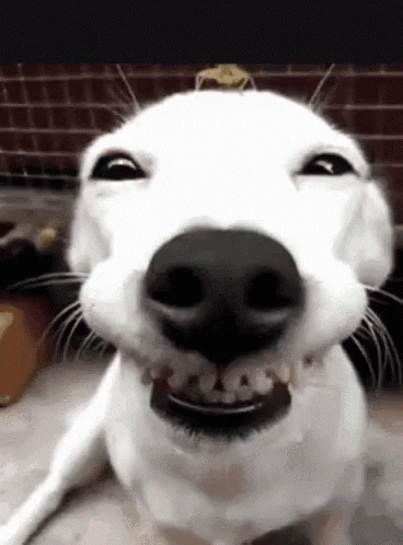 Dog Funny GIFs - Get the best GIF on GIPHY