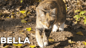 Bellakitty81 GIF