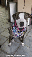 Cute Dog Pit GIF by Geekster Pets