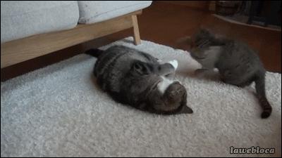 giphy.gif