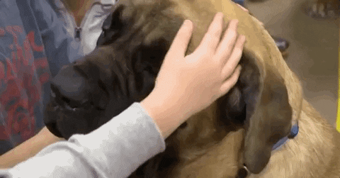 national dog show 2018