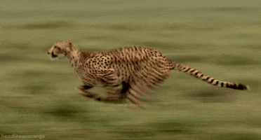 big cats cheetah GIF by Head Like an Orange