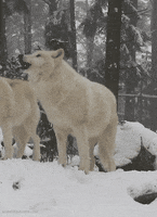 Wolf Wolves GIF