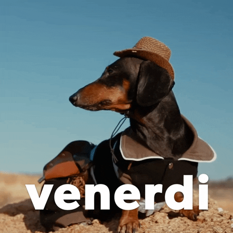 Italian Dog GIF by Sealed With A GIF