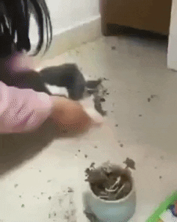 Cat GIF