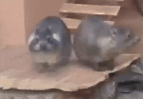 Hyrax GIF