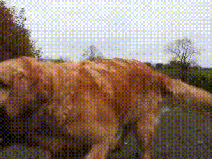Dog Getting Hit By Frisbee Gif