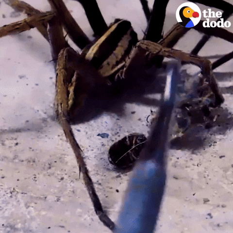 Wolf Spider GIF by The Dodo