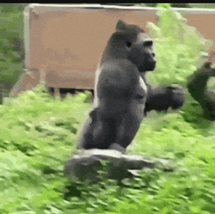 Gorilla GIFs - Get the best GIF on GIPHY