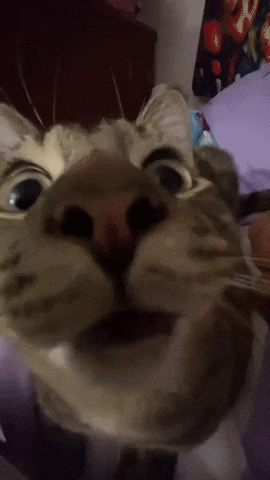 Pickles GIF