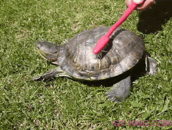 turtle cleaning GIF