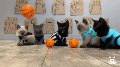 Save Them All College Basketball GIF by Best Friends Animal Society - Find & Share on GIPHY