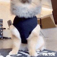 Excited Lets Go GIF by TikTok