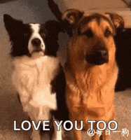I Love You Too GIFs - Find & Share on GIPHY